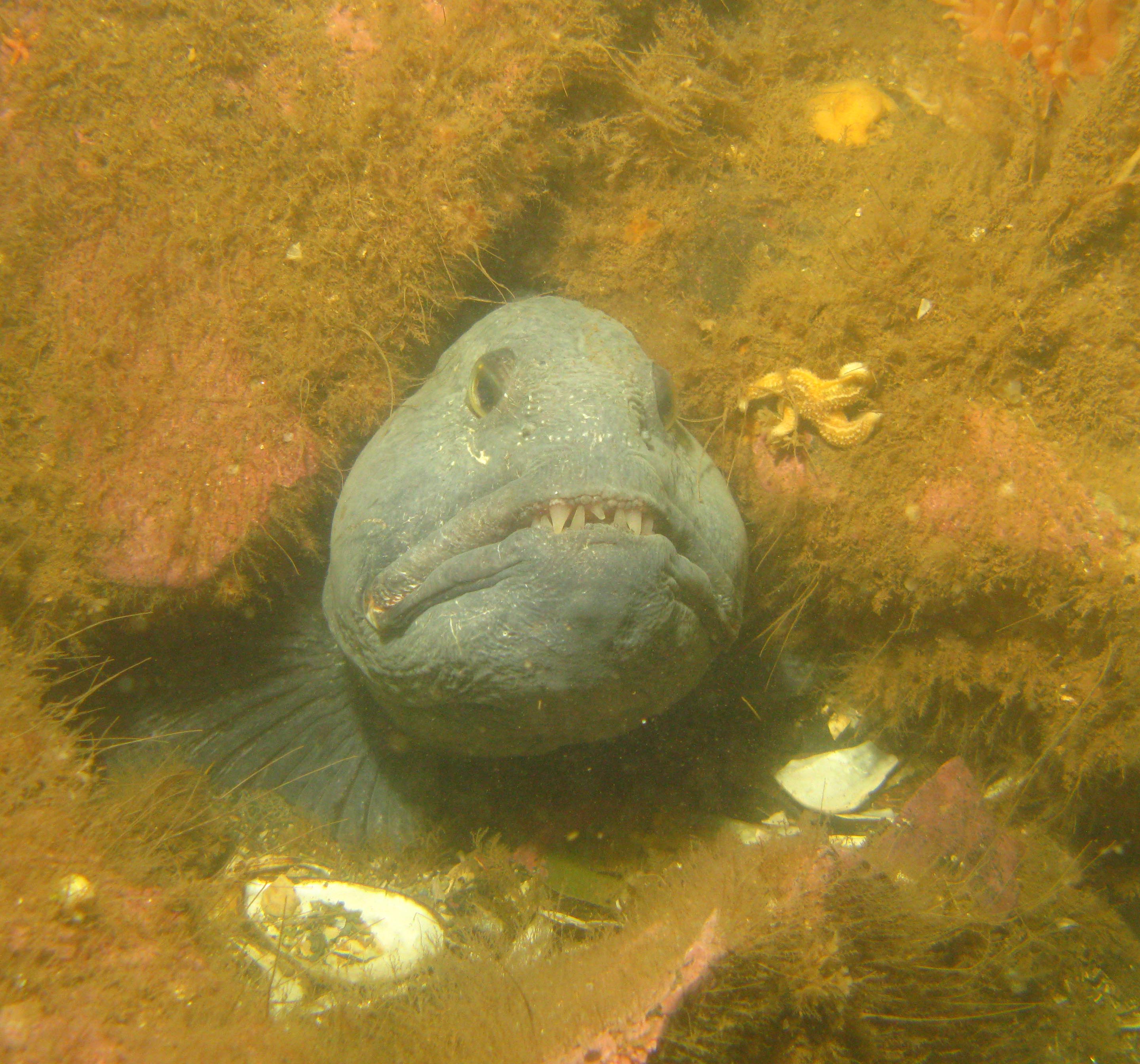 Wolffish