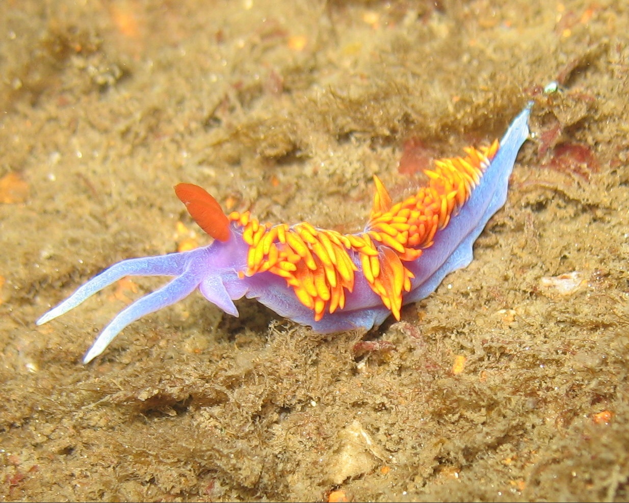 Working on Macros during a dive on the Yukon