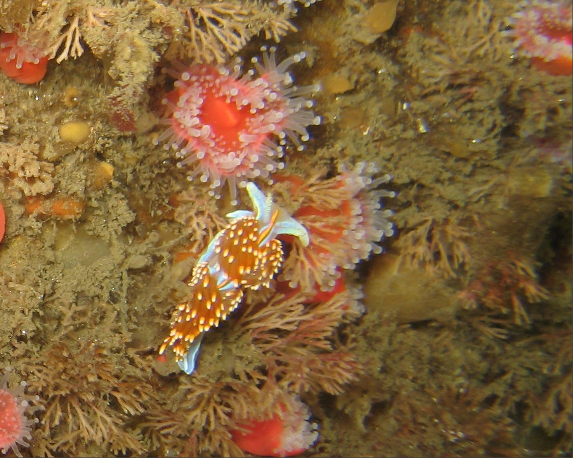 Working on the Macros during a dive on the Yukon