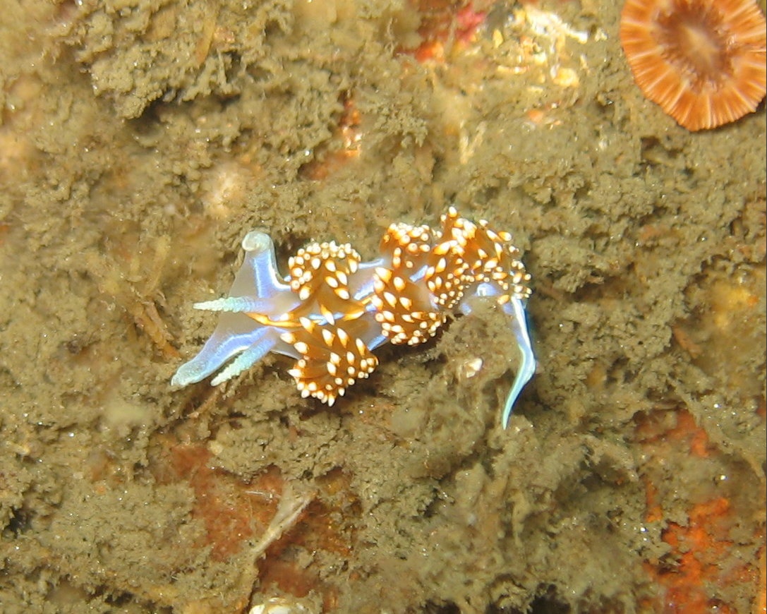 Working on the Macros during a dive on the Yukon