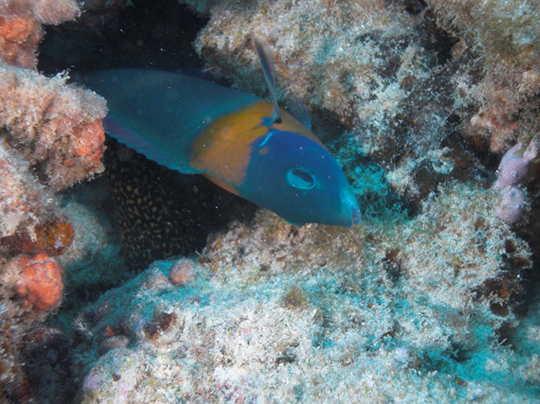 Wrasse being cleaned by small moray?