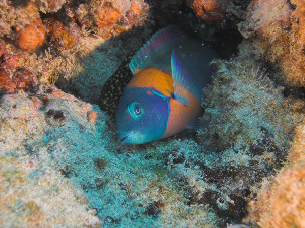 Wrasse being cleaned by small moray?