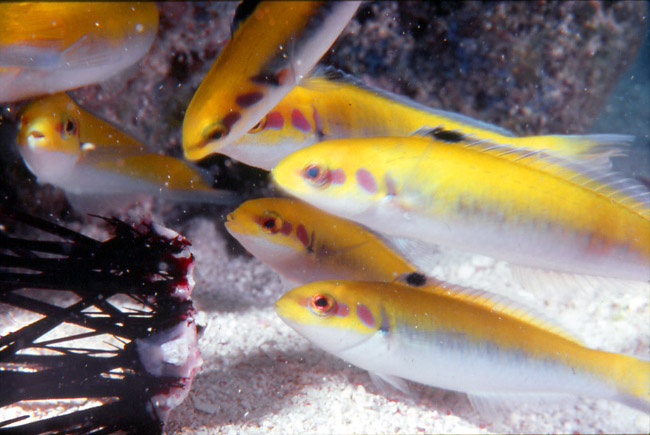 Wrasse feeding on Sea Urchin