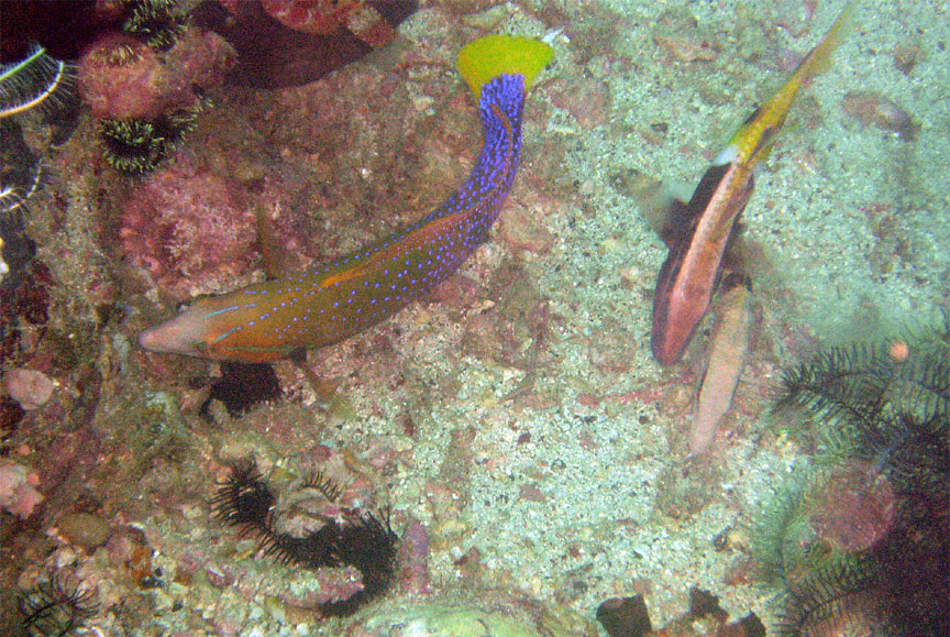 Wrasse