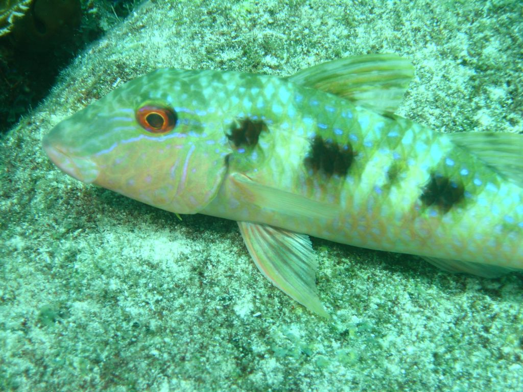 wrasse