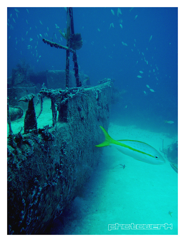 Wreck and Yellowtail Snapper @ 22m