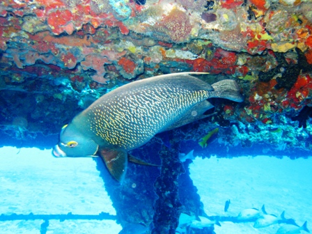 Wreck Diving in Mexico -- Feb 2008