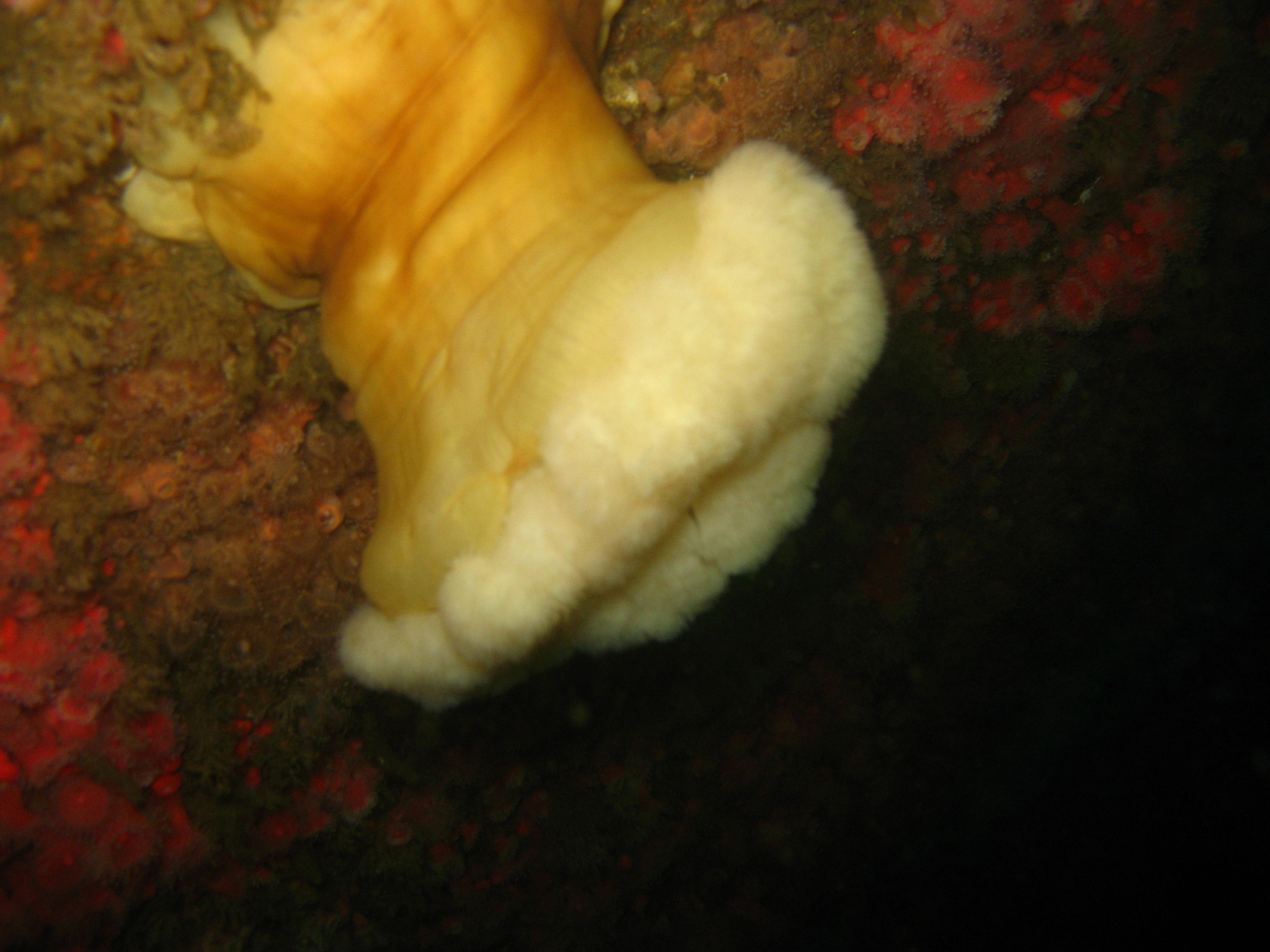 Wreck diving in So cal on the Yukon and Ruby E