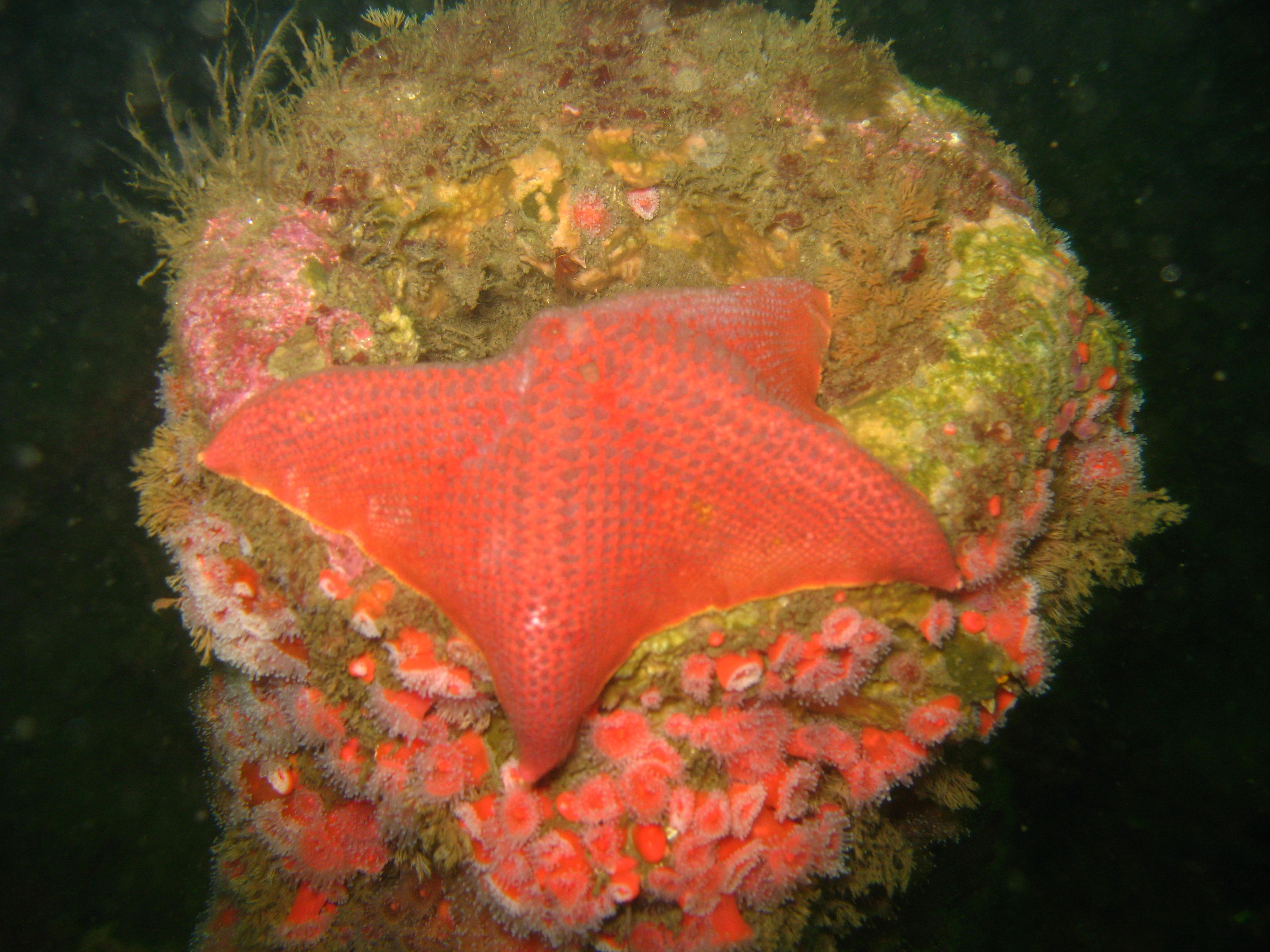 Wreck diving in So cal on the Yukon and Ruby E