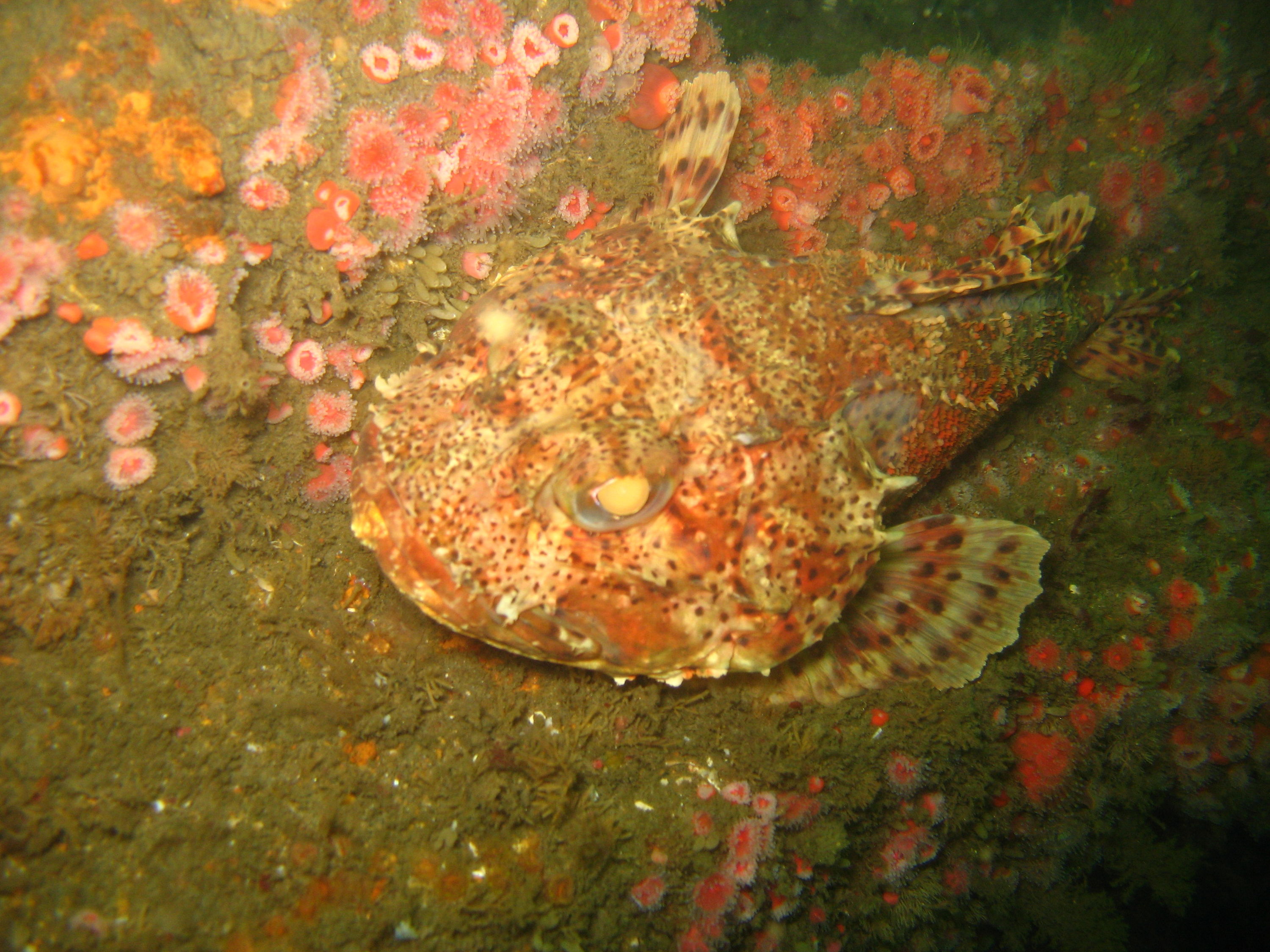 Wreck diving in So cal on the Yukon and Ruby E