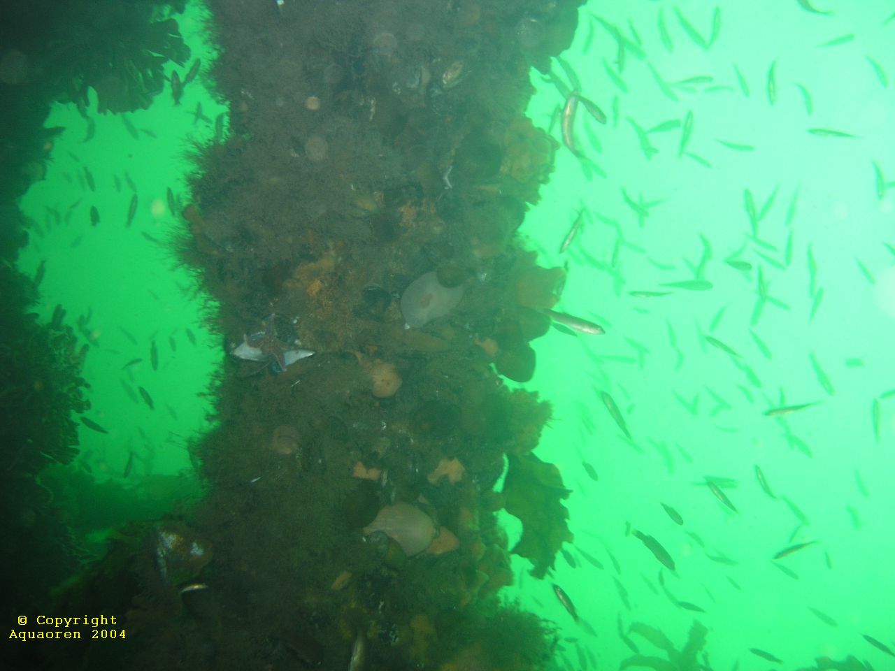 Wreck in Grand Narrows/Cape Breton/Nova Scotia/Canada 3