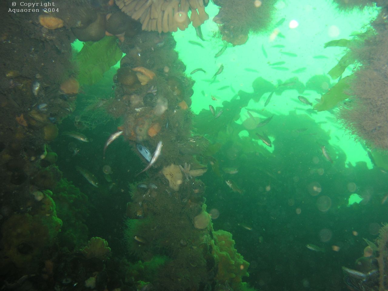 Wreck in Grand Narrows/Cape Breton/Nova Scotia/Canada 4