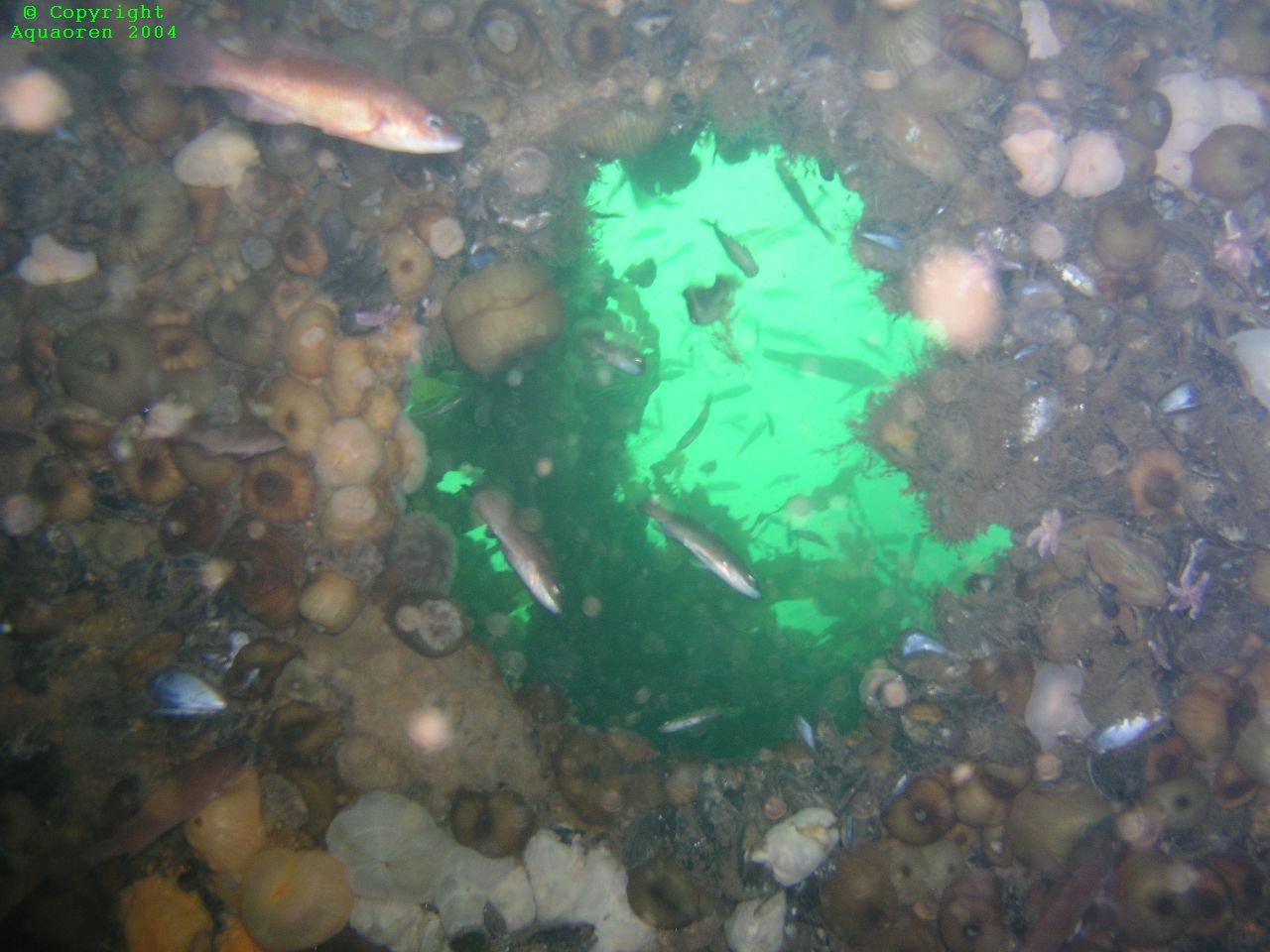 Wreck in Grand Narrows/Cape Breton/Nova Scotia/Canada