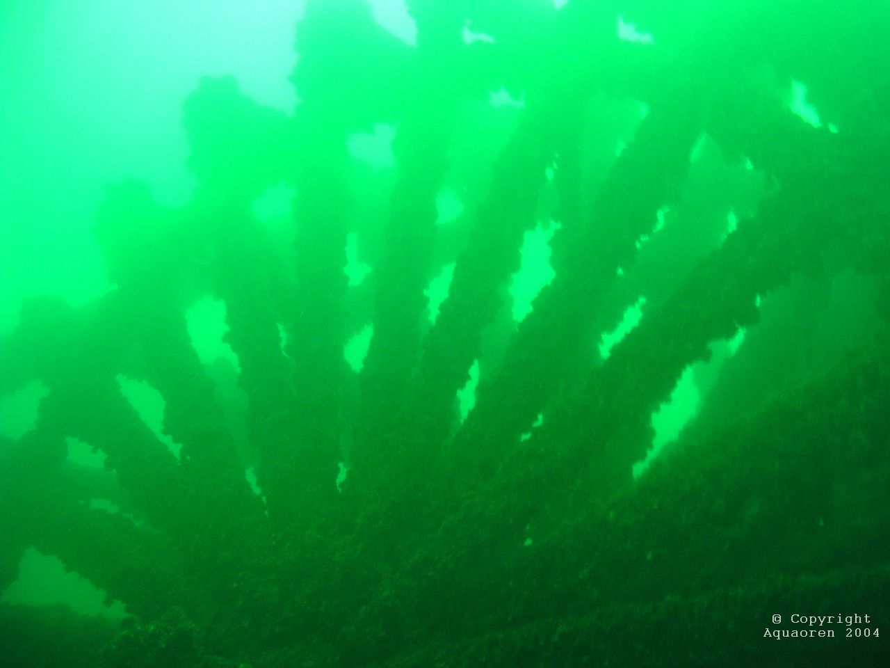 Wreck of the Comet/Kingston/Ontario/Canada 2