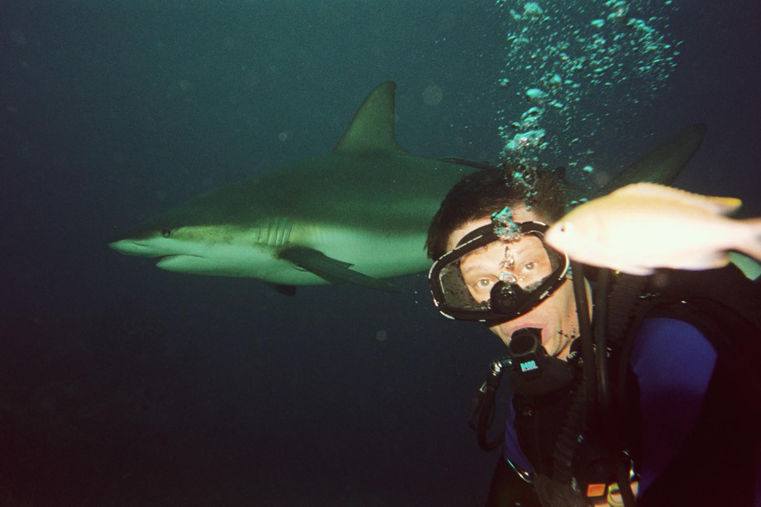 WWD & Caribbean Reef Shark & Brown Chromis