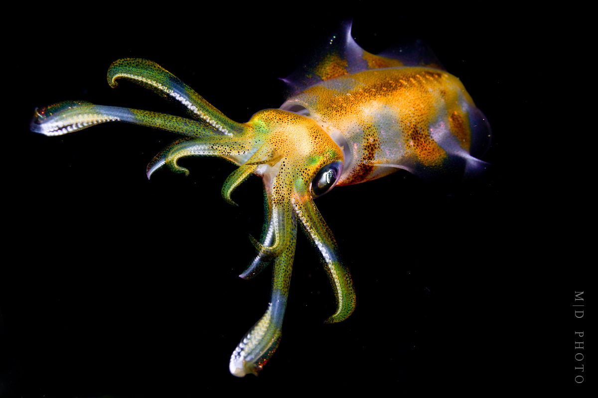 www.divingkomodo.net