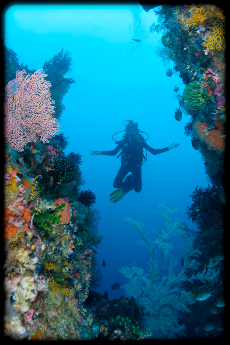 www.divingkomodo.net