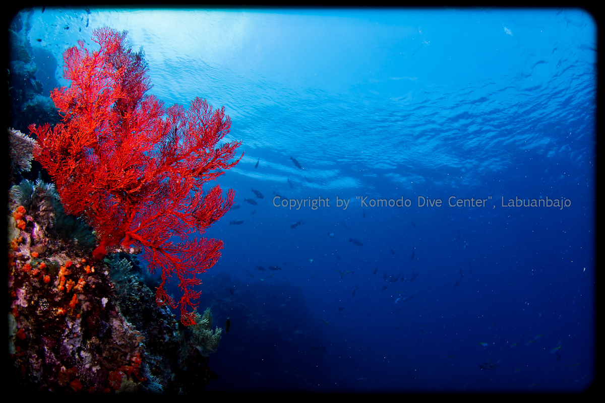 www.divingkomodo.net