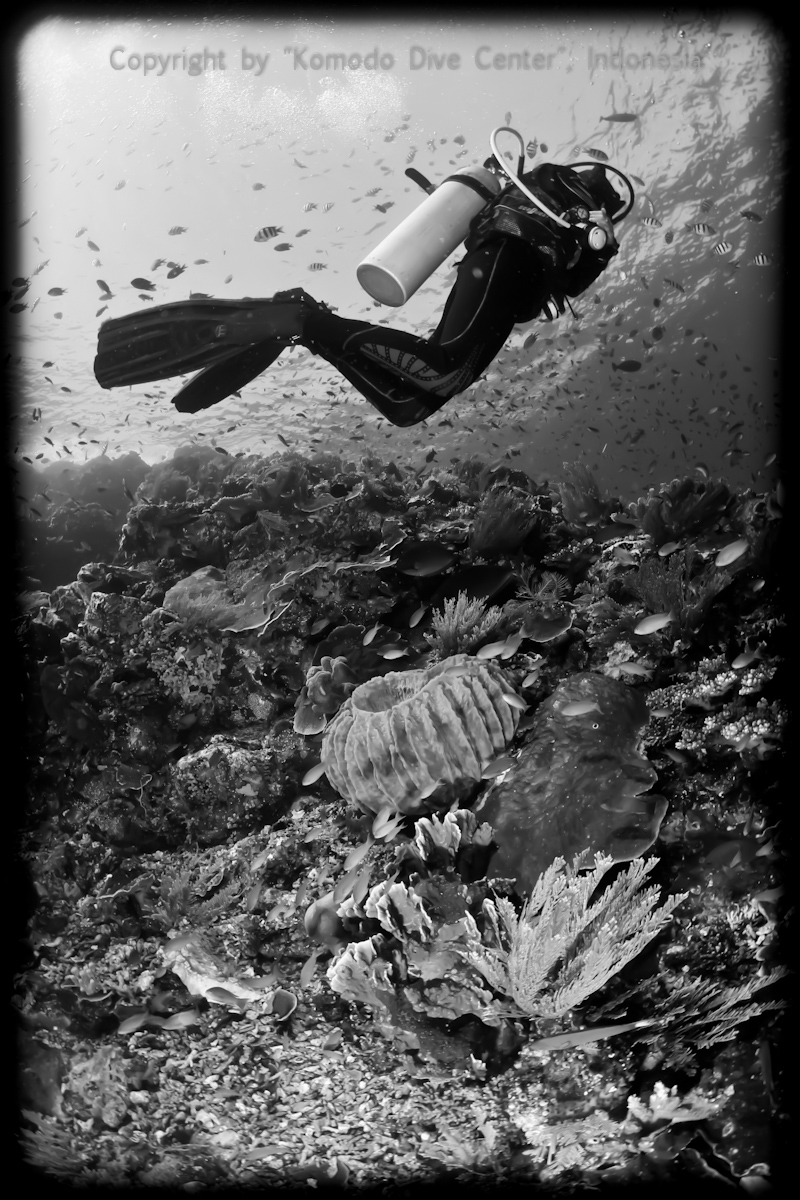 www.divingkomodo.net