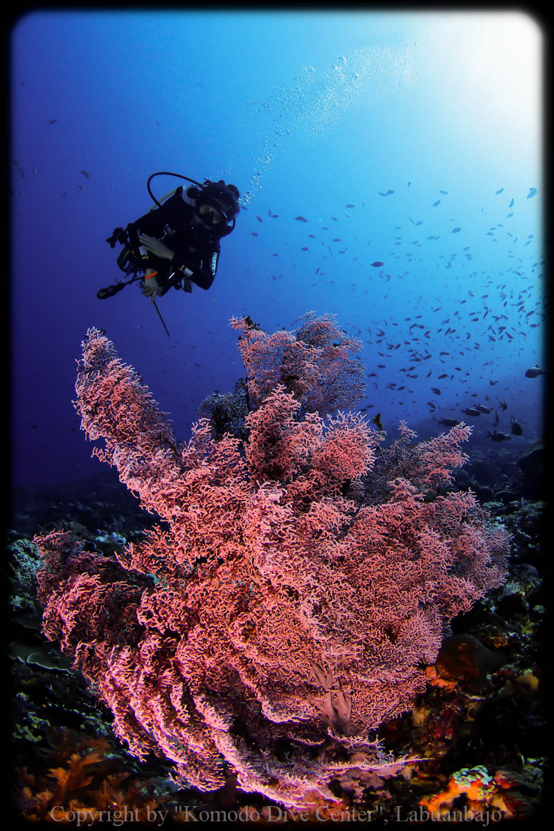 www.divingkomodo.net