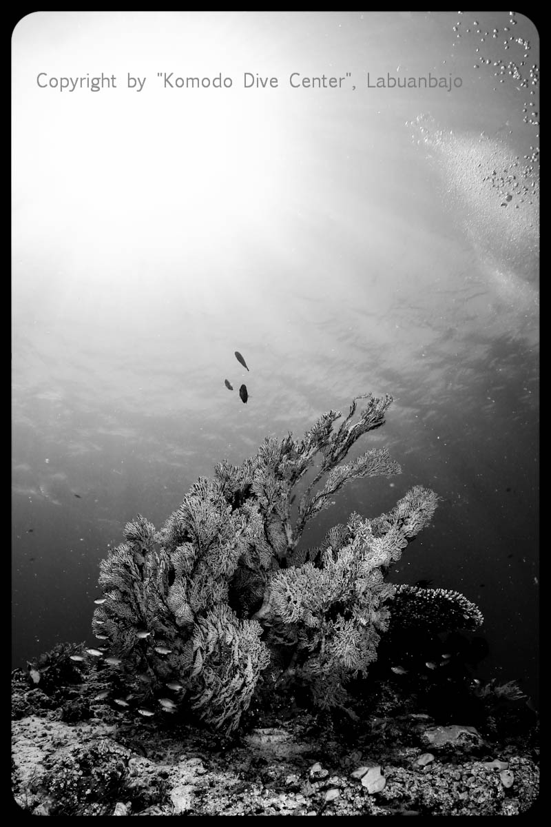 www.divingkomodo.net