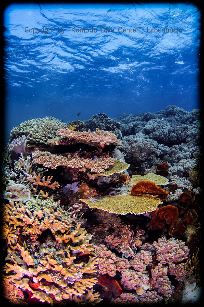 www.divingkomodo.net