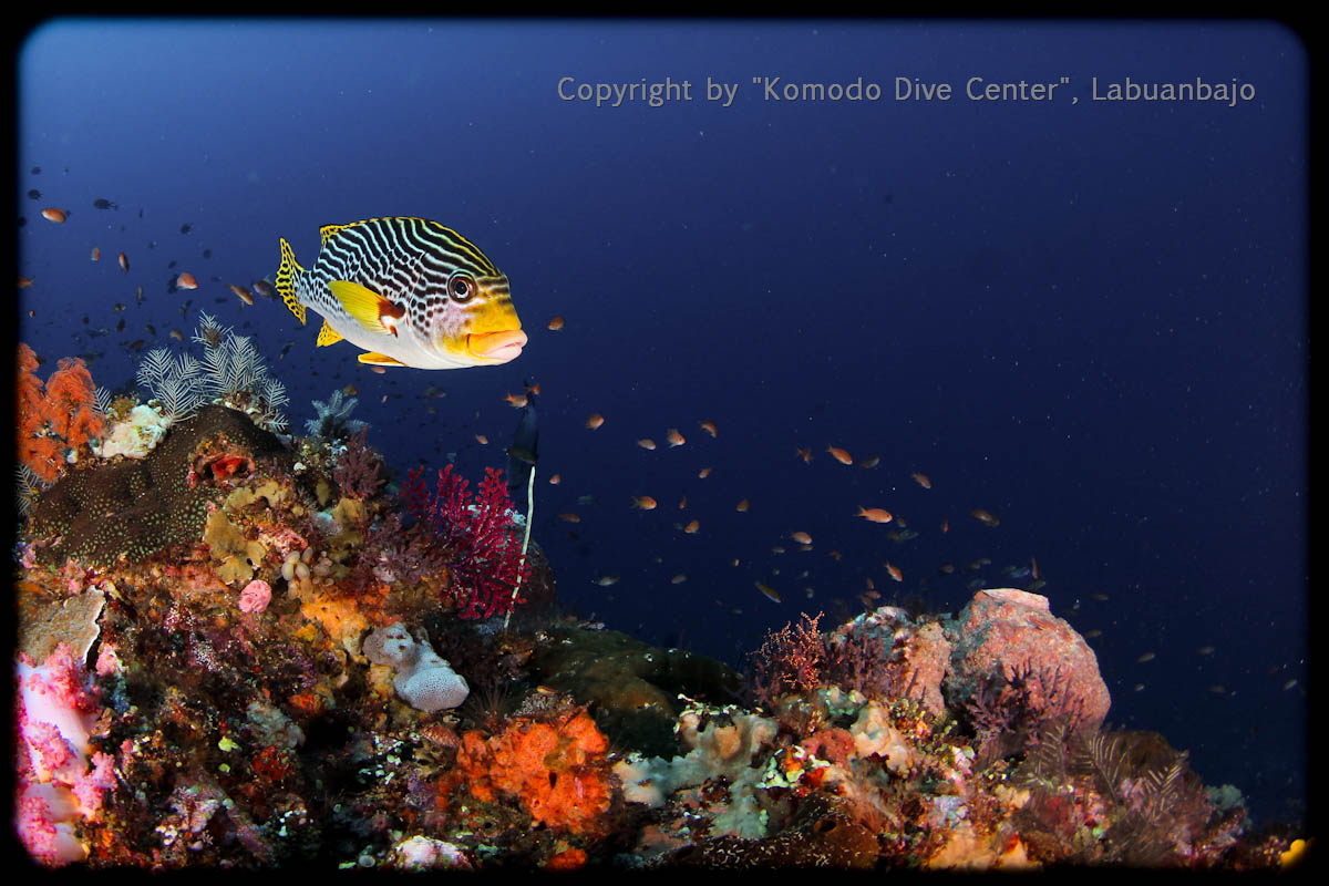 www.divingkomodo.net