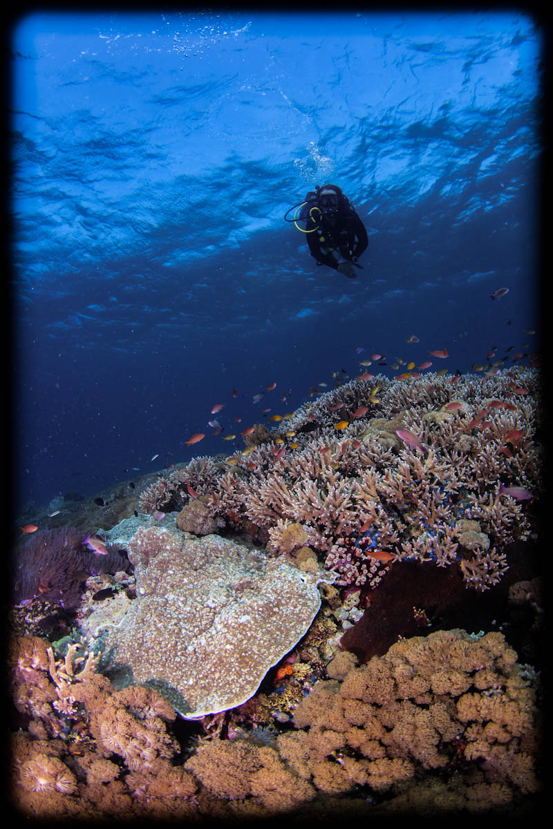 www.divingkomodo.net