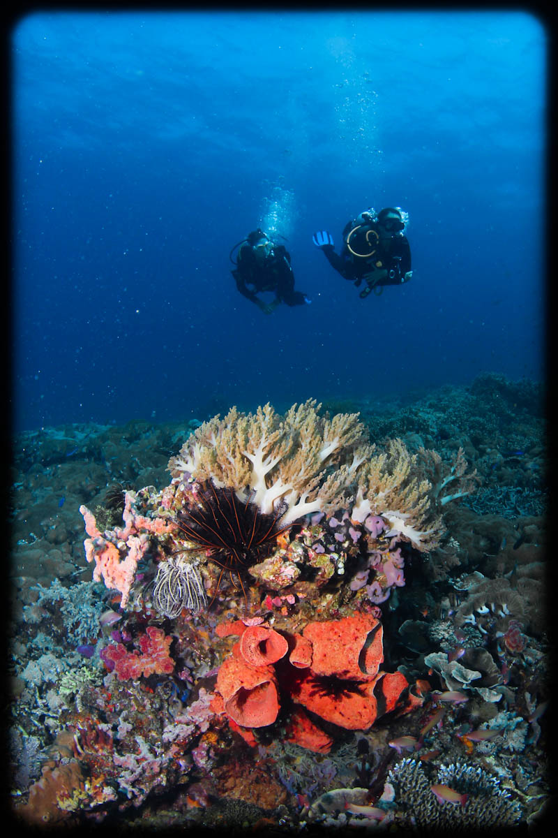 www.divingkomodo.net