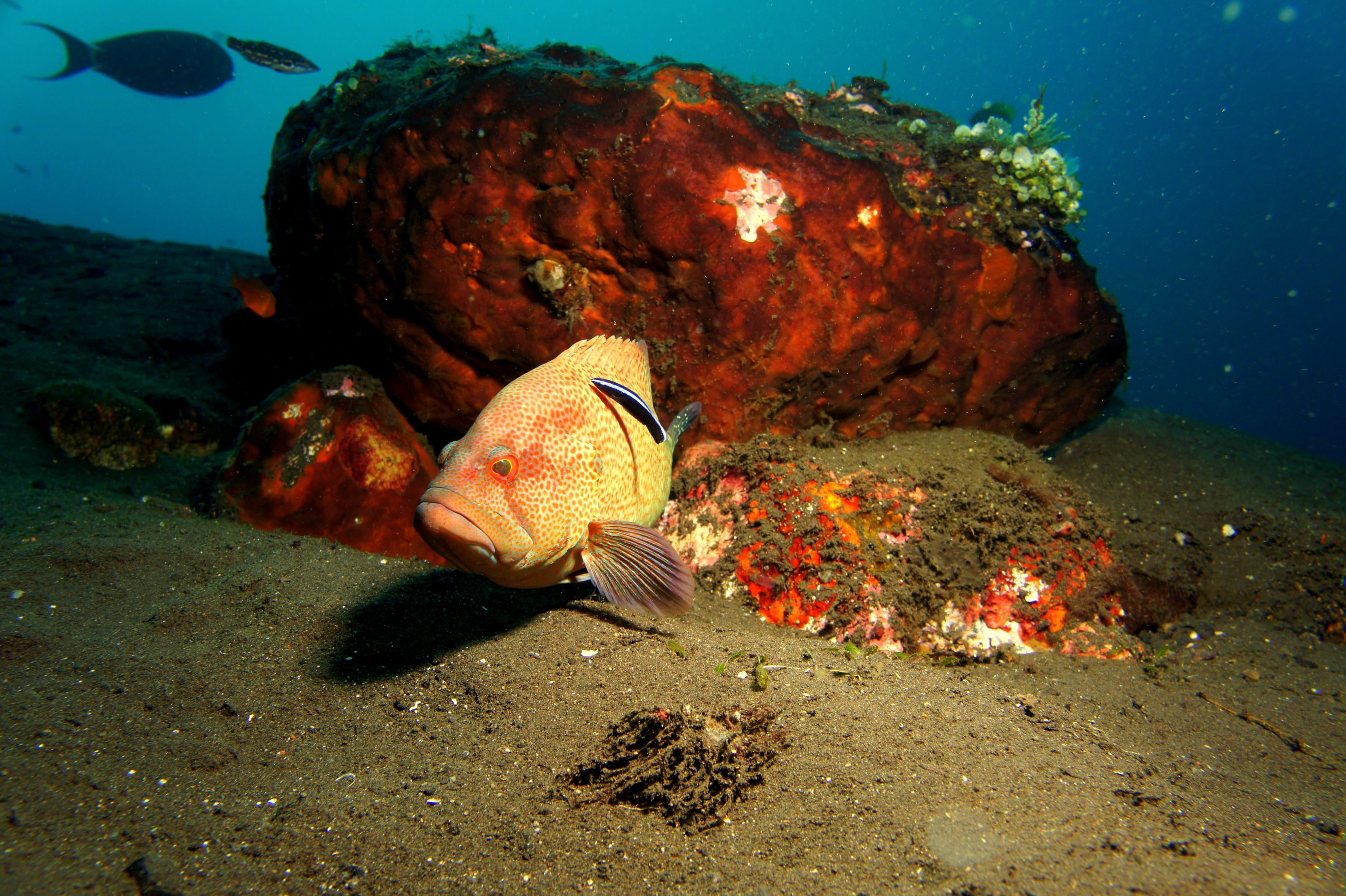 www.nautilusdivingbali.com  @ Tulamben / Padang Bai Bali_ Part 2