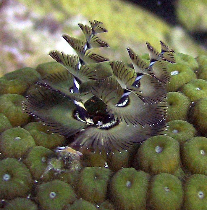 X-Mas Tree Worm