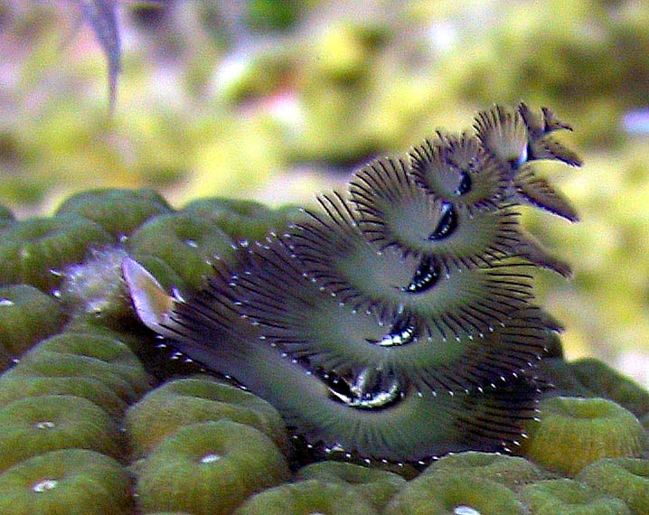 X-Mas Tree Worm