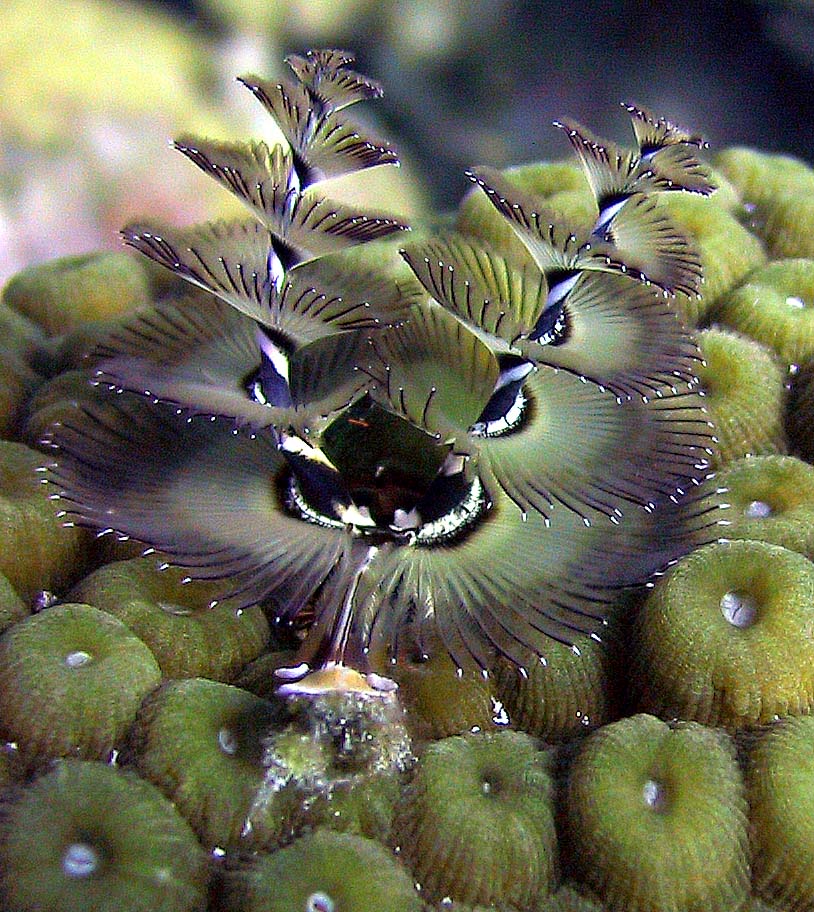 X-Mas Tree Worm