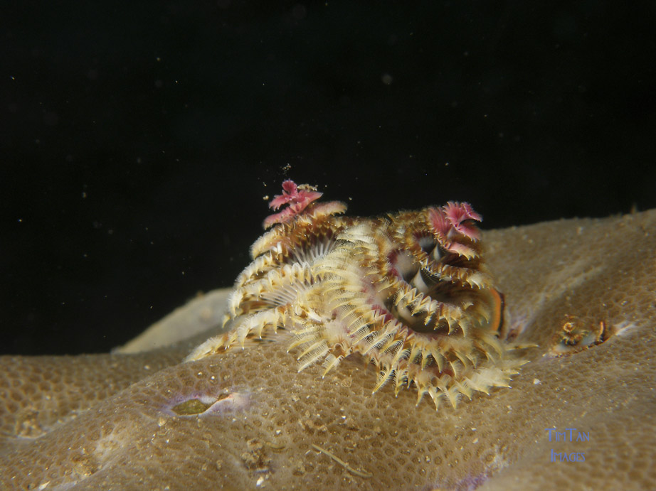 x_mas_tree_worm