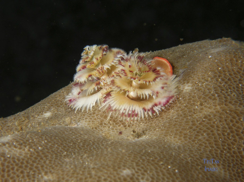 x_mas_tree_worm_2