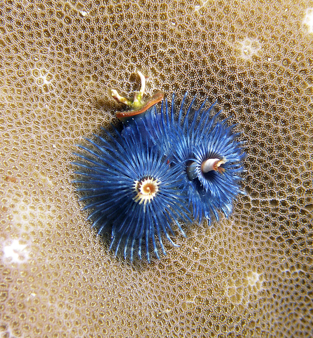 x_mas_tree_worm_blue