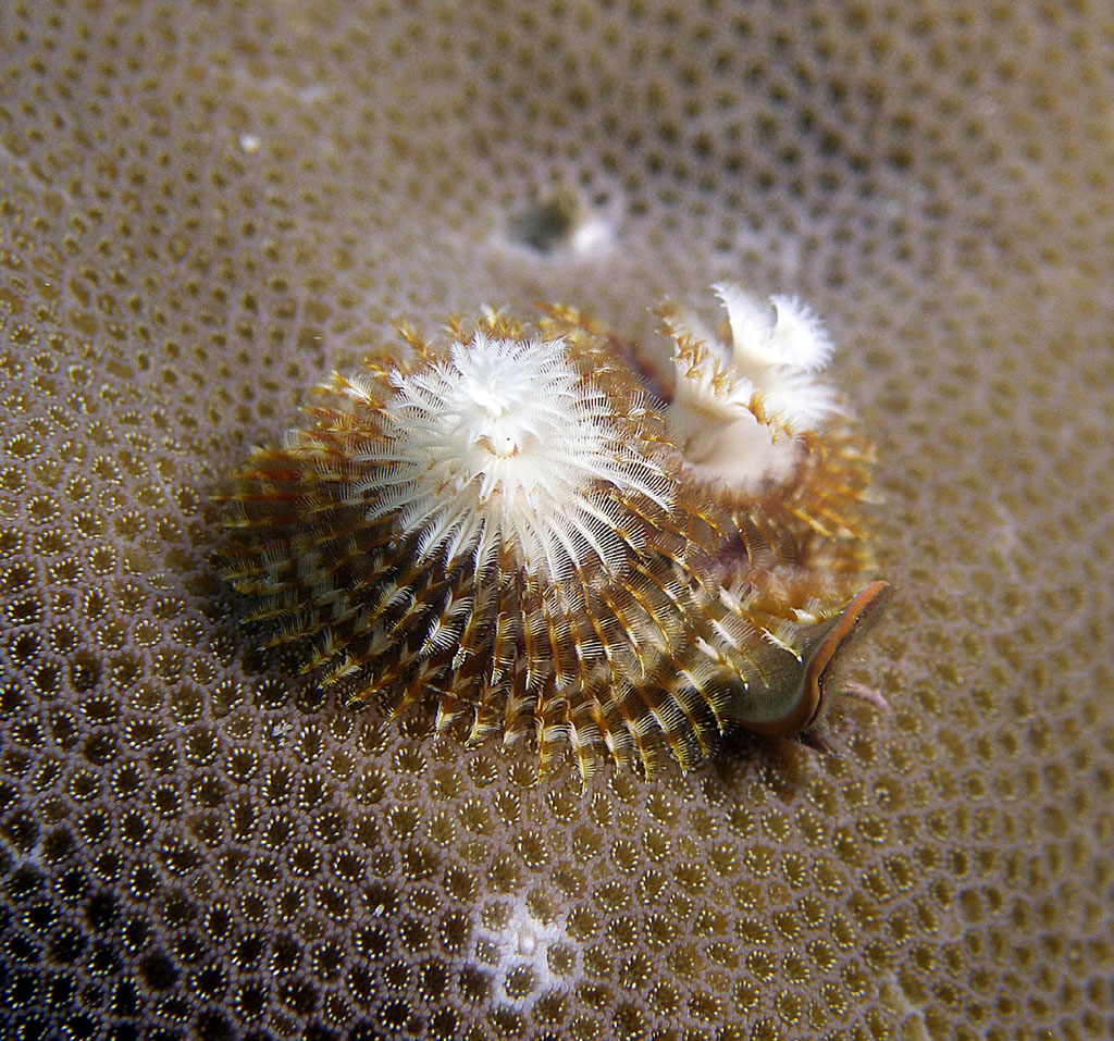 x_mas_tree_worm_brown