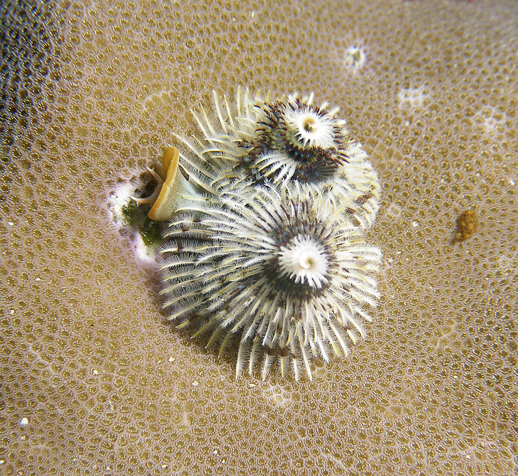 x_mas_tree_worm_white