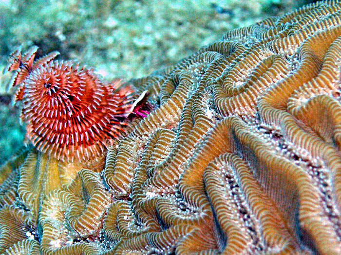 Xmas Tree Worm