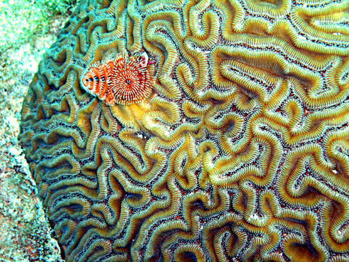 Xmas Tree Worm