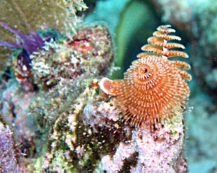 Xmas Tree Worm