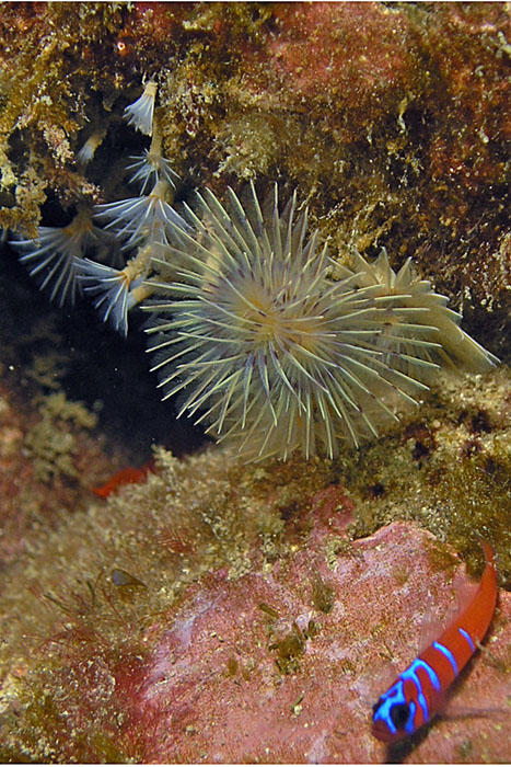 Xmas Tree Worm