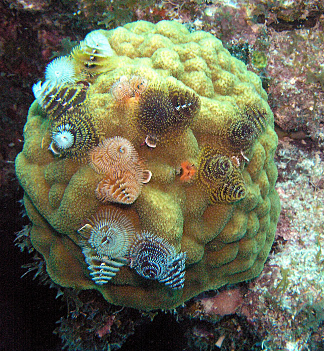 Xmas Tree Worms