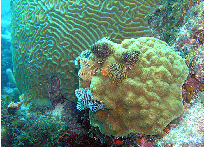 Xmas Tree Worms