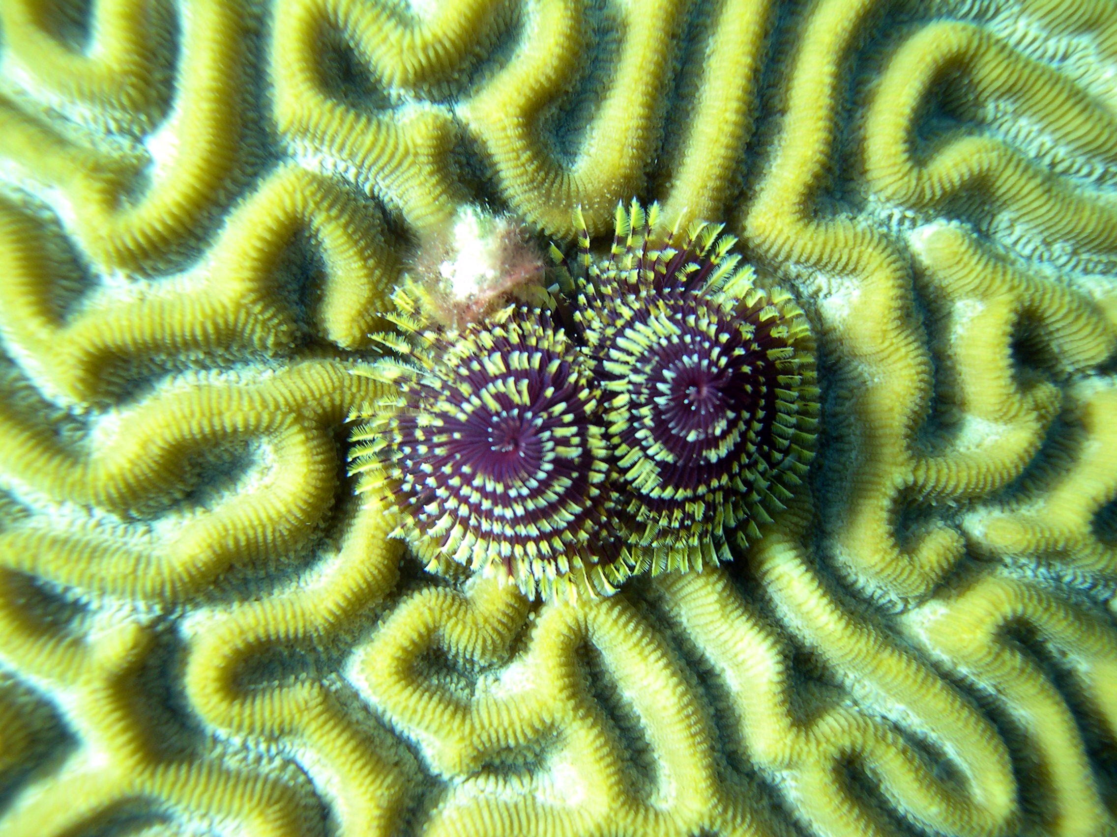 Xmas_Tree_Worm1