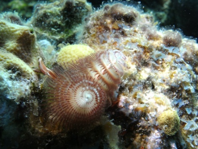 Xmas_Tree_worm_GC