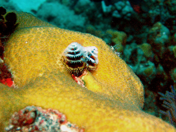 xmas_tree_worm_toms_point_sm