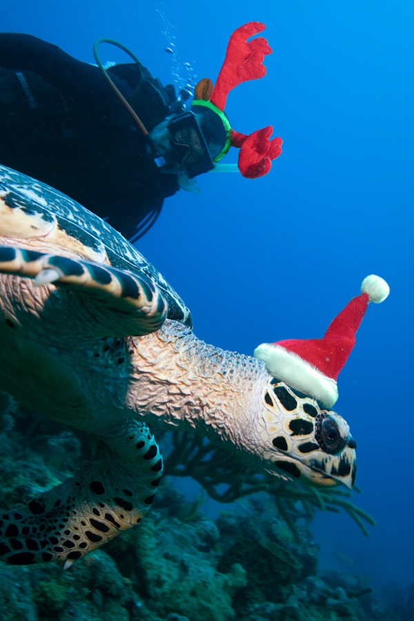 XmasDiverTurtle