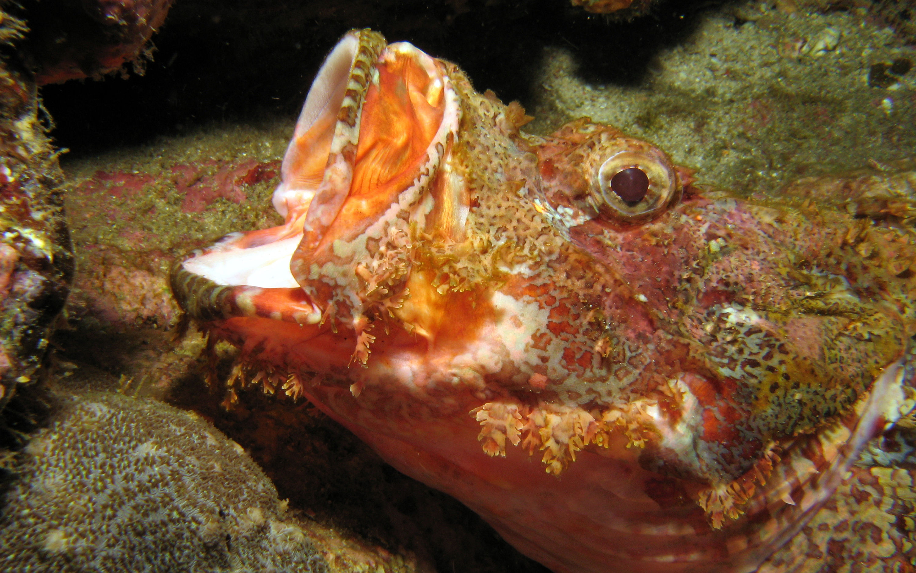 Yawning Bearded Scorpion