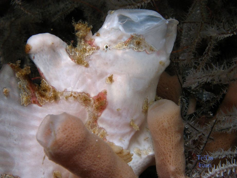 yawning_frogfish